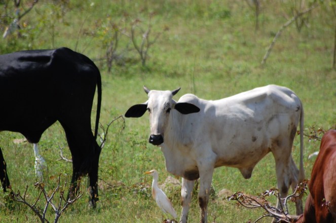 Cameroun  (2) vache nord